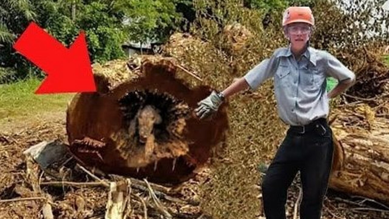 The loggers thought it was a typical day at work until they found this tree and… look what happened