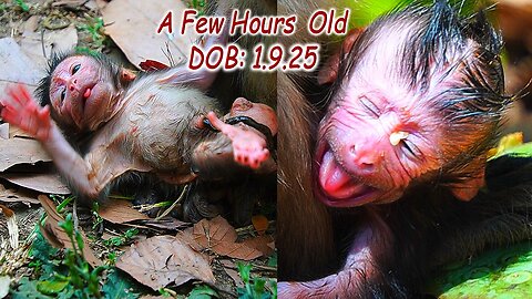 Special Clip Of Newborn baby Monkey JETT Just A Few Hours After birth