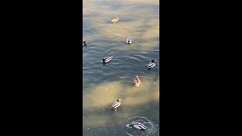 Mallard Ducks 🦆 #mallardducks #shorts #viral #followme #trending #ducks #duck
