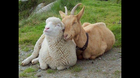 a vision of: The goats and sheep in one speech- Anti- Israel stance