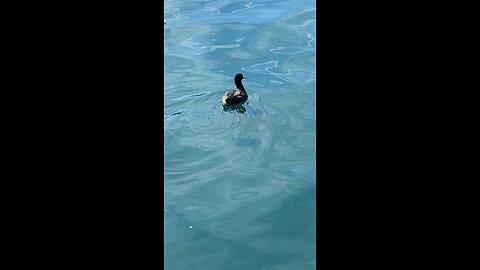 Coots #coots #coot #swimming #followme #shorts #viral #trending