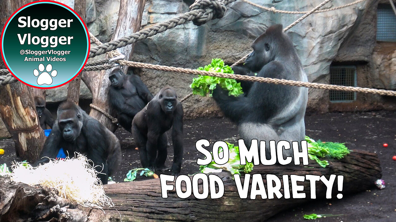 Frankfurt Gorillas Enjoying an Incredible Buffet Spread