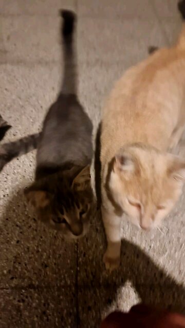 First love ❤️ cats