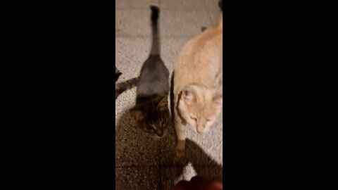 First love ❤️ cats