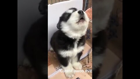 Baby husky howling cute