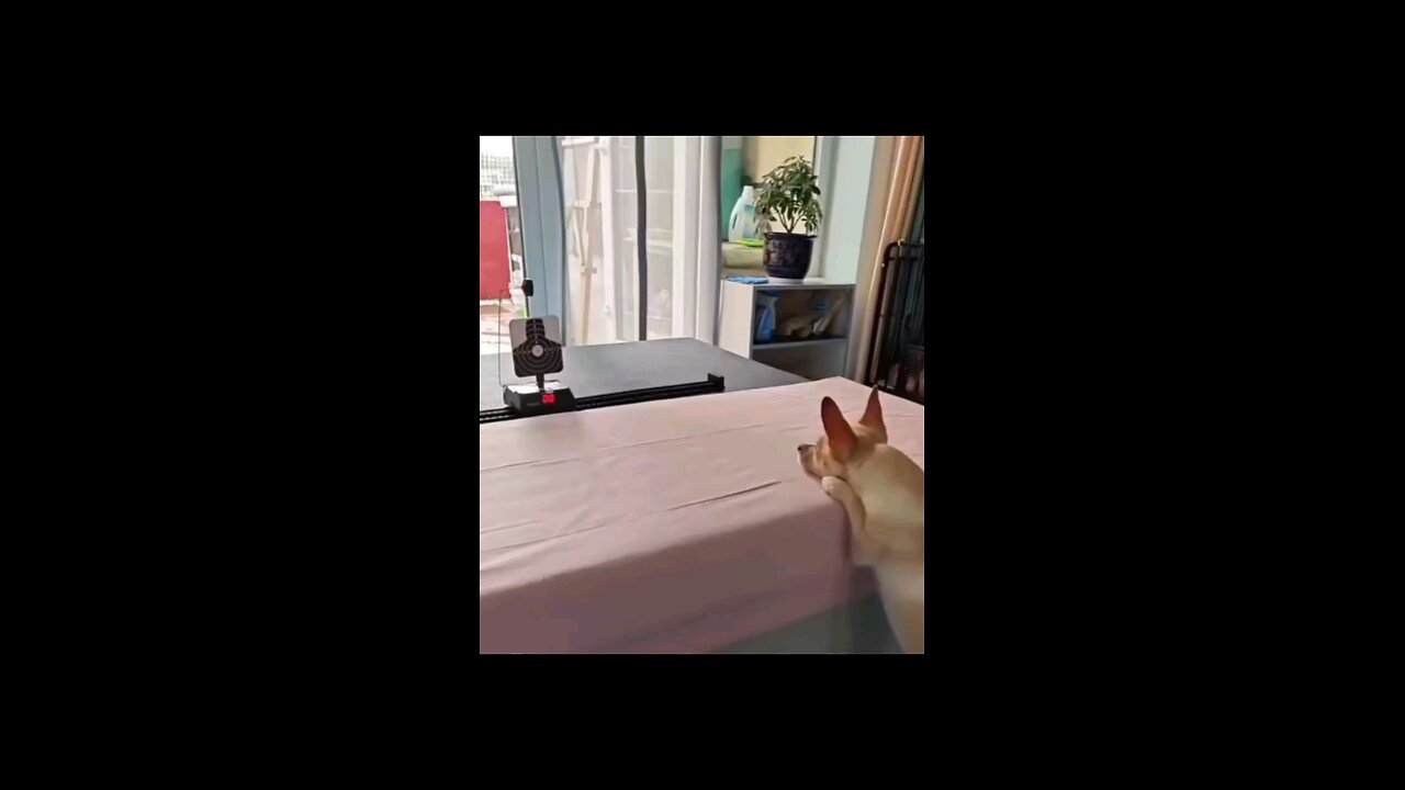 bobib9