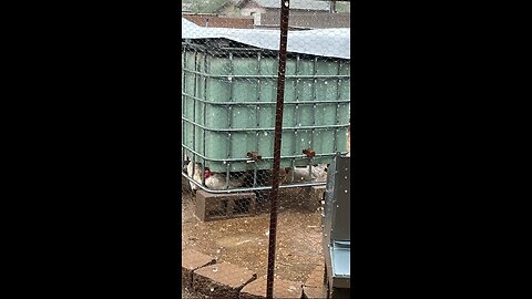 Chickens say, “No more rain!”