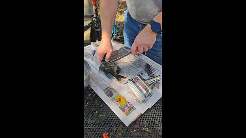 Fish Skinner tool demo