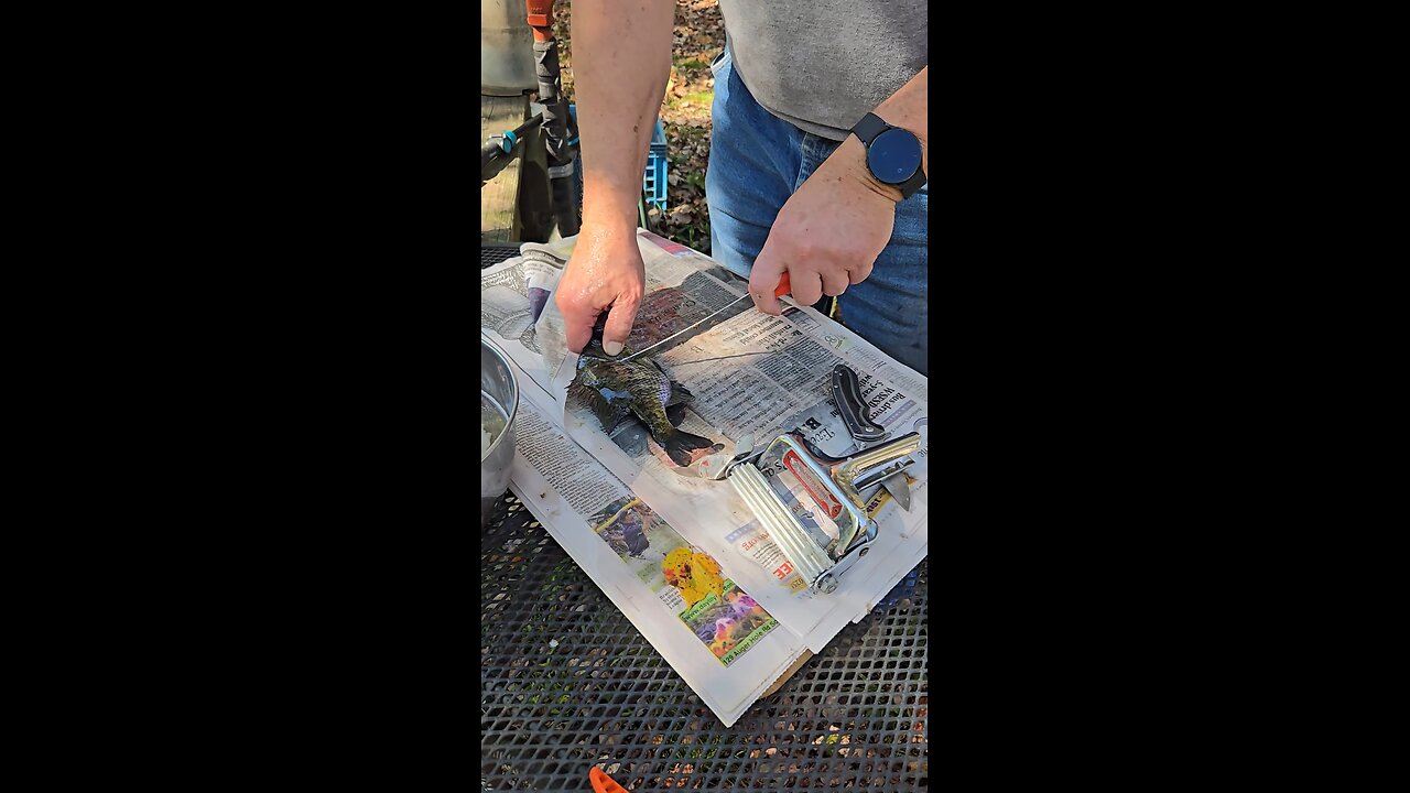 Fish Skinner tool demo