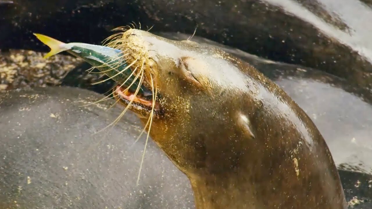 Sea Lion Team Hunts in Secret Cove