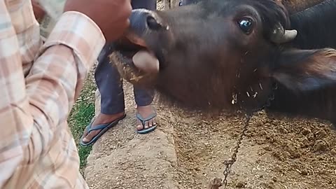 Cattle Uses Tongue To Help Count Money