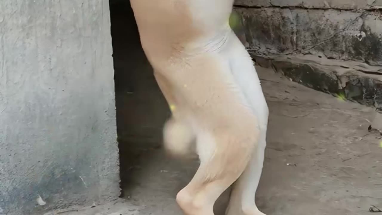 Cute little dog dancing