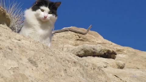 Our Cats #159 - Short Clip - Panqueeñou Sits Up High On Cliff
