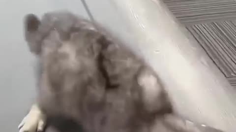 Cat playing snooker
