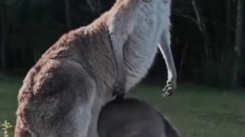 Cute and funny animals: lots of positivity