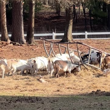 I can't believe we ate the WHOLE THING!!!