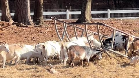 I can't believe we ate the WHOLE THING!!!