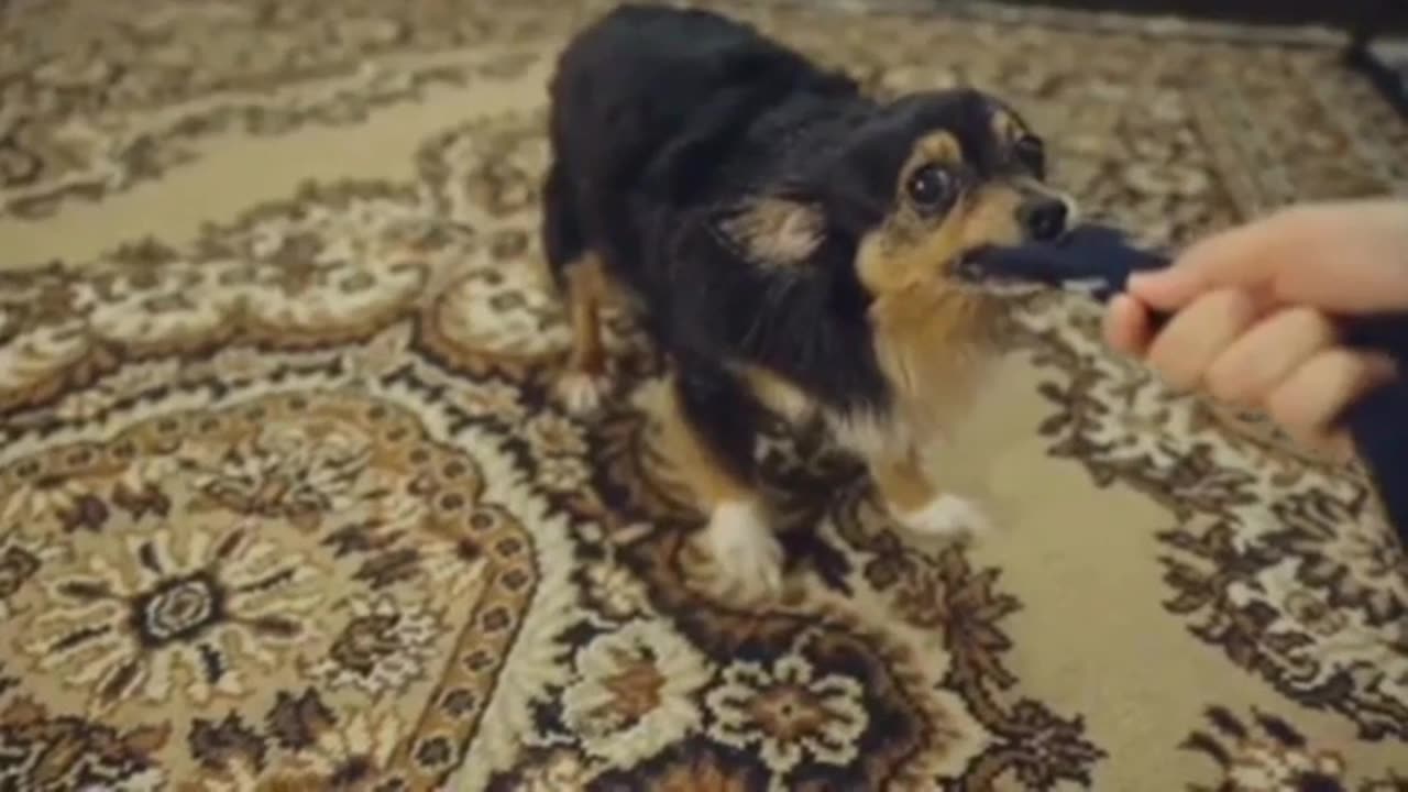 Why Dogs are Called Man's Best Friend