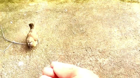 A kind man rescued baby birds after their nest fell