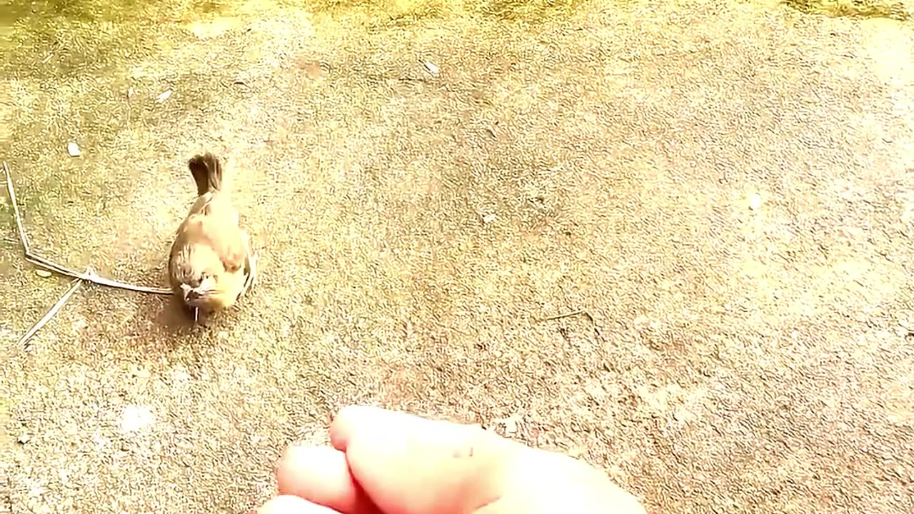 A kind man rescued baby birds after their nest fell