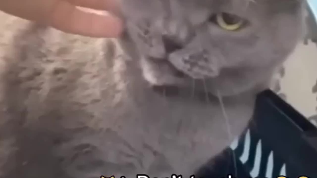 Epic Cat Moments That’ll Make Your Day Better