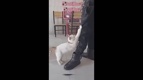 Animals funny emotions 🤣