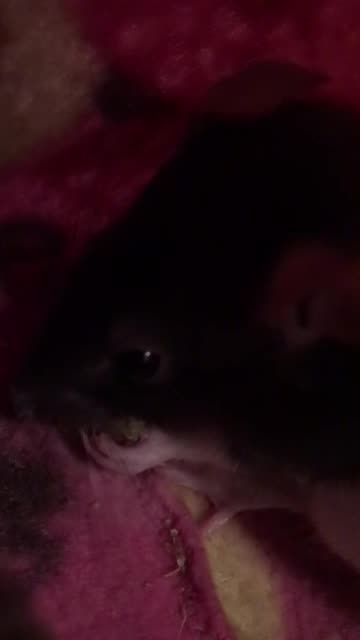 Fancy Rat Pouch Munching But Closeup