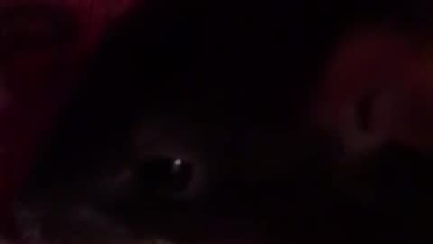 Fancy Rat Pouch Munching But Closeup