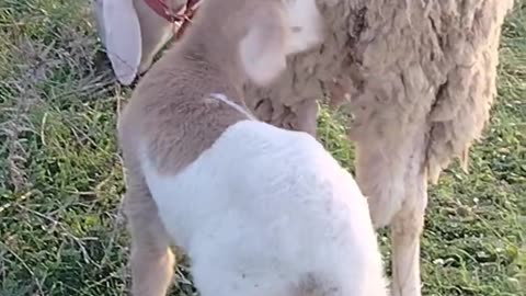 Wait for the moment he looks at the camera!