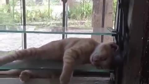 Kitten Naps on Glass Jalousie