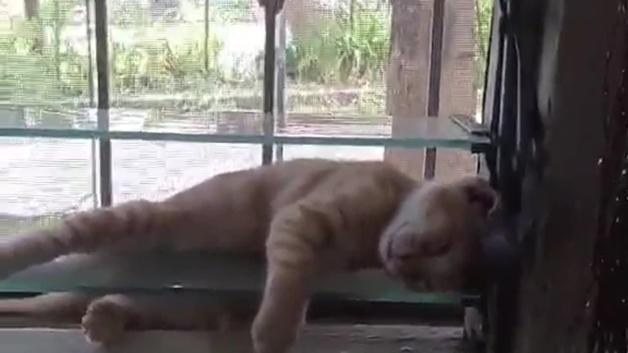 Kitten Naps on Glass Jalousie