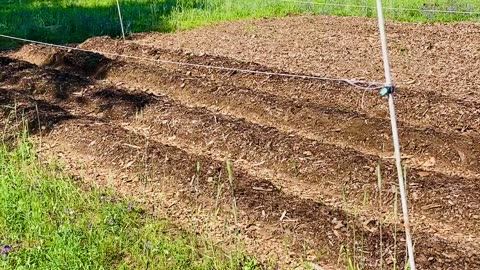 The weedy polyculture garden