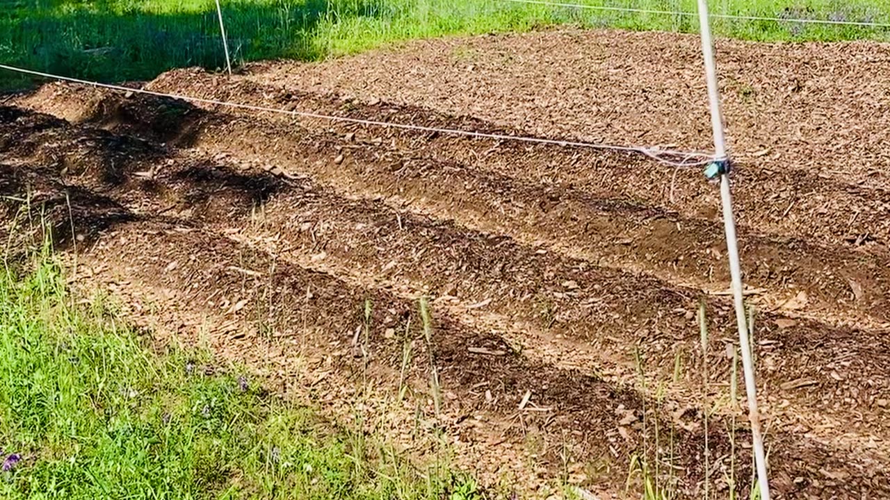 The weedy polyculture garden