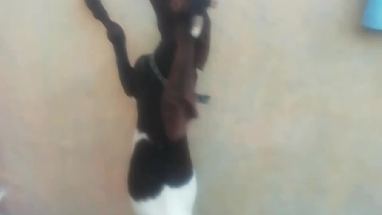 Tiger enjoyment