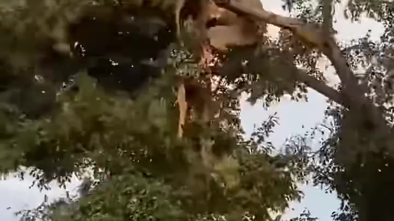 Hungry Lion Attack On Leopard For Food