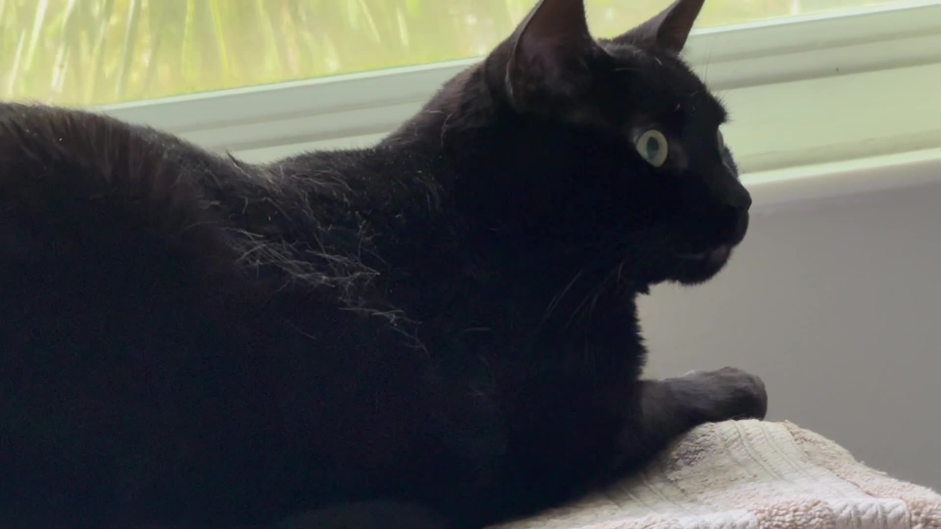 Cute Precious Piper Shows an Earlier Design for Her Spa - My Adopted Shelter Cat Vlog