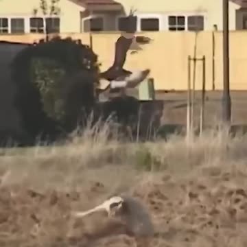 Bird Vs Dogs
