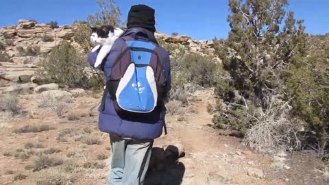 Our Cats #160 - Dad's Precious Moments With Panqueeñou The Cat | PART 1 of 5