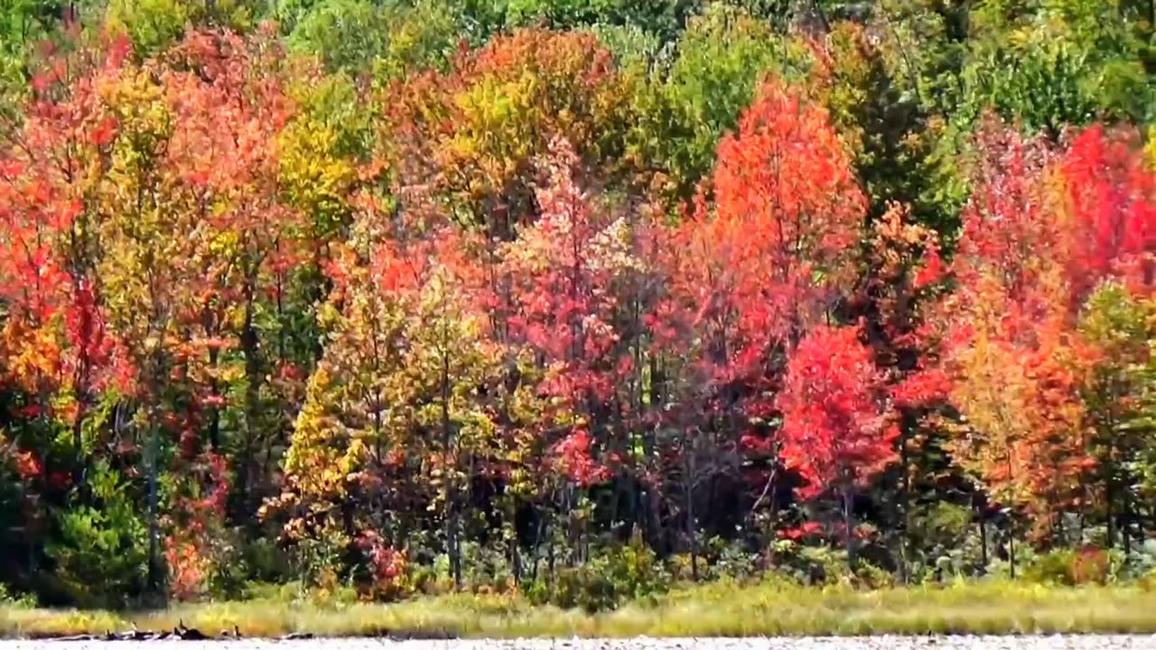 Fall Foliage
