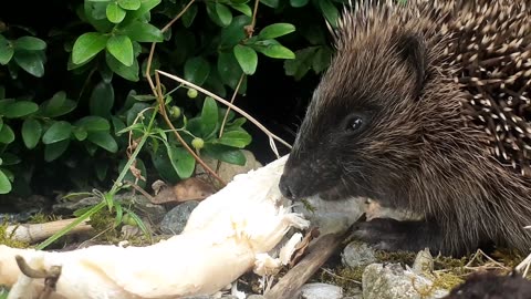 Hedgehog Eating Chicken