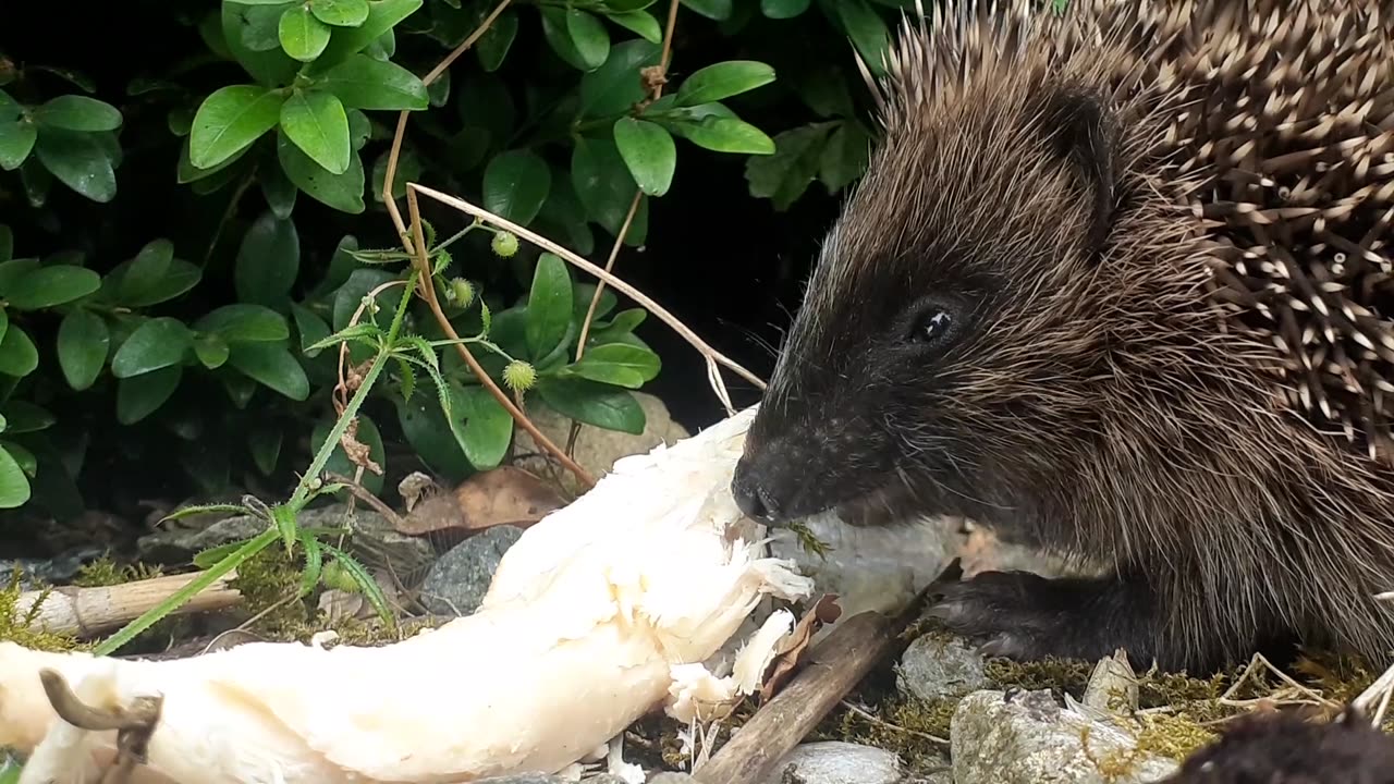 Hedgehog Eating Chicken