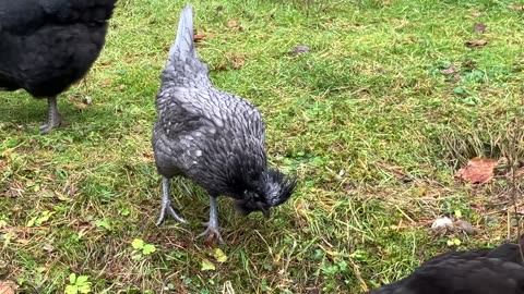 Chickens in the Mist