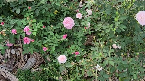 Experimental Rose Formations to increase technical layouts of future venues