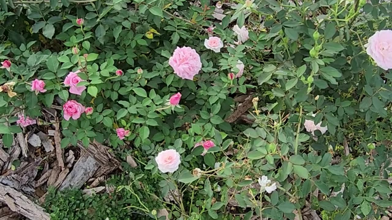 Experimental Rose Formations to increase technical layouts of future venues