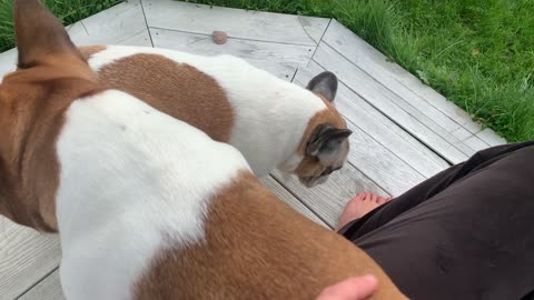 Dogs or pigs?🤔🤭