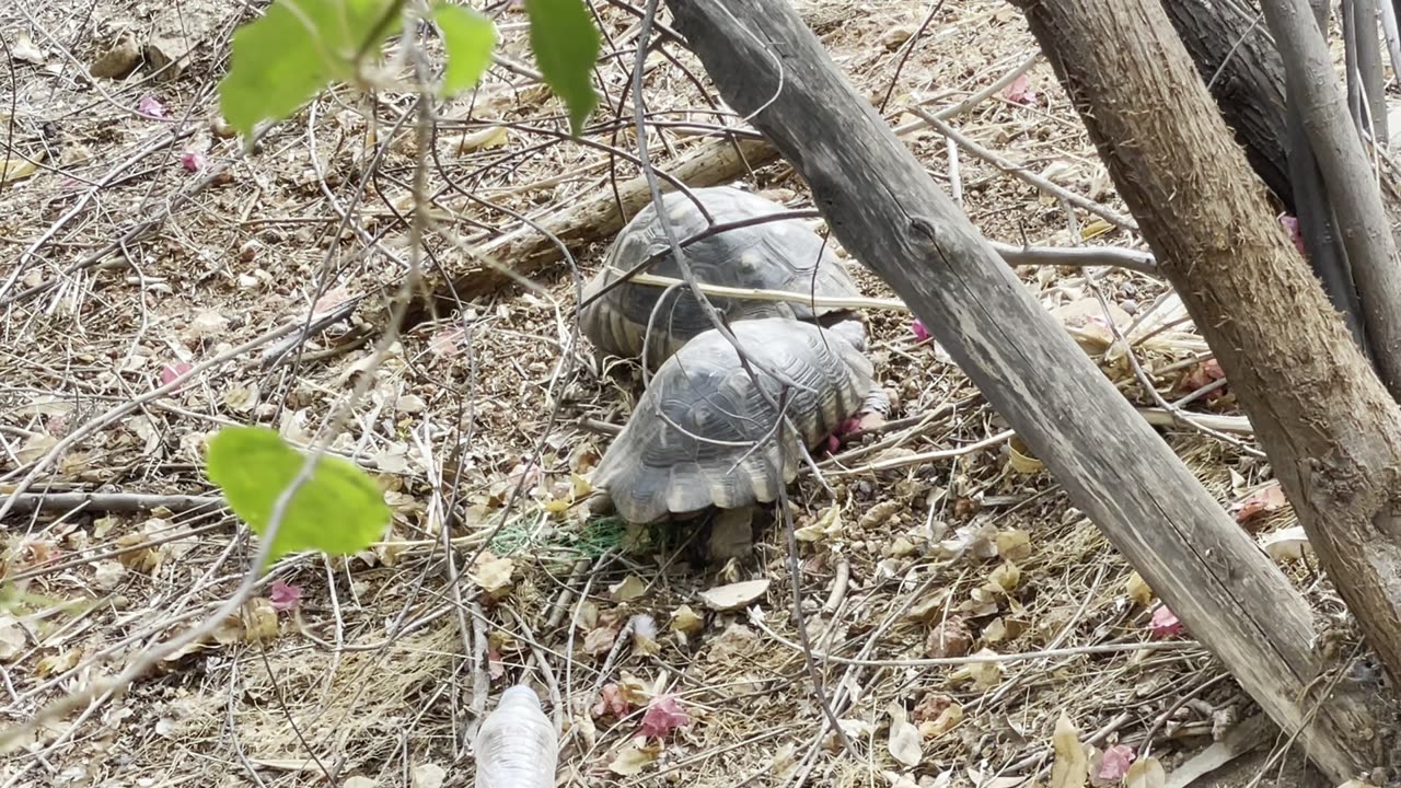 Tortoises