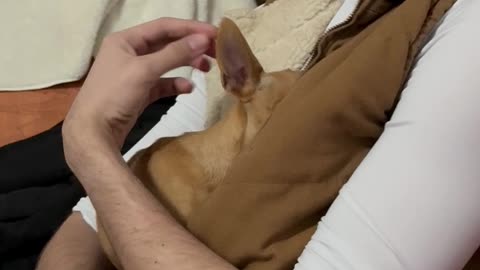 Chihuahua Hides When Scolded By Pet Mom