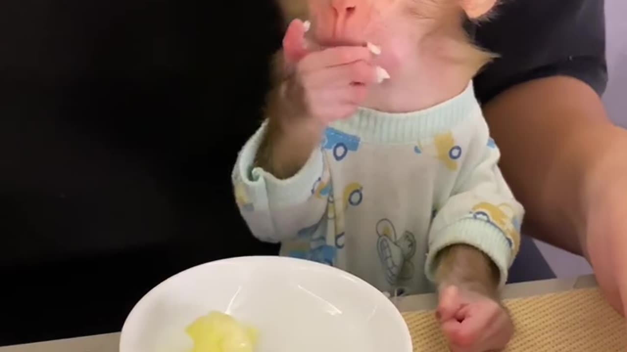 The monkey is eating.