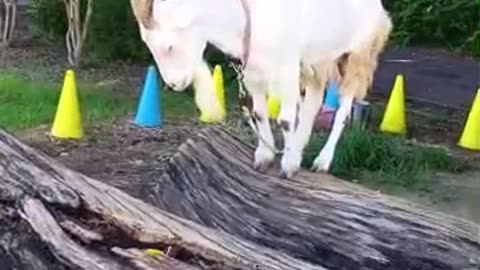 夏休みの山羊さん