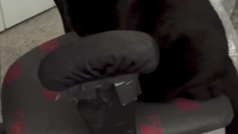 Cute Precious Piper Sits in the Middle of the Office - My Adopted Shelter Cat Vlog #shorts